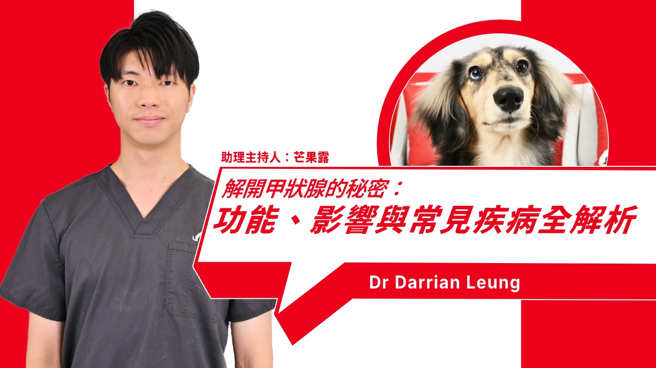 Comprehensive Guide to Pet Thyroid Disease: Symptoms, Causes, and Treatment Options